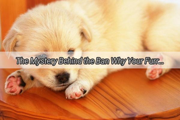 The Mystery Behind the Ban Why Your Furry Friend Needs a Feeding Hiatus PostSpayNeuter